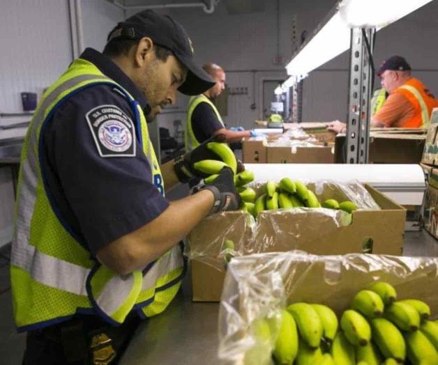 En alerta las Aduanas contra agroterrorismo