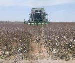 Avizoran pérdida en algodón por granizo