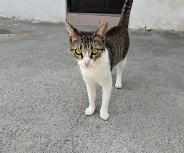 Evidente desinterés por aplicar vacunas