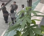 Aparece planta de marihuana dentro del Senado