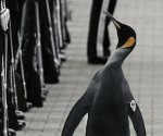 Pingüino se convierte en mayor general en Noruega