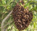 Muere una persona en ataque de abejas africanas en Ahome, Sonora