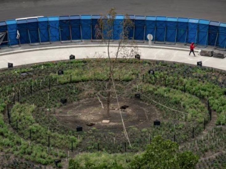 Acecha la muerte de nuevo al ahuehuete Acecha la muerte de nuevo al ahuehuete