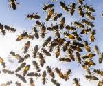 Alerta en Canadá por millones de abejas que cayeron de camión que las transportaba