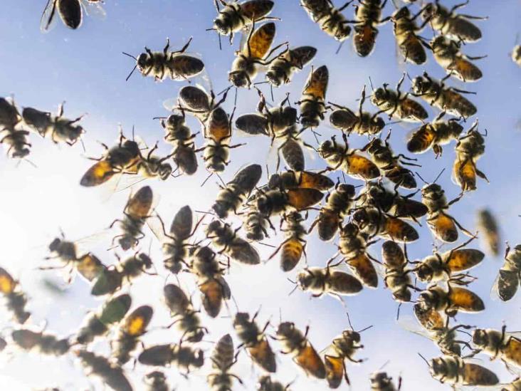 Alerta en Canadá por millones de abejas que cayeron de camión que las transportaba Alerta en Canadá por millones de abejas que cayeron de camión que las transportaba