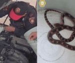 Conductor nota algo raro en su coche, lo revisa y encuentra serpiente
