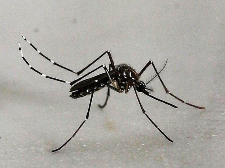 Expande dengue municipios en alerta Expande dengue municipios en alerta