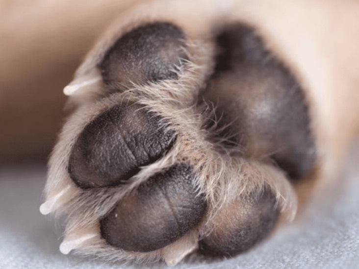 Dan a perrito antídoto contra una sobredosis Dan a perrito antídoto contra una sobredosis