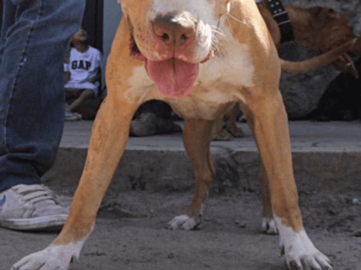 No pretendo huir: dueño de pitbull que desfiguró a niño en Morelos No pretendo huir: dueño de pitbull que desfiguró a niño en Morelos