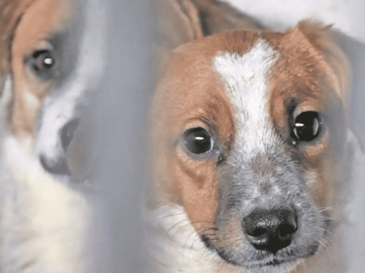 Por maltrato animal le dan 16 meses de prisión en Jalisco Por maltrato animal le dan 16 meses de prisión en Jalisco