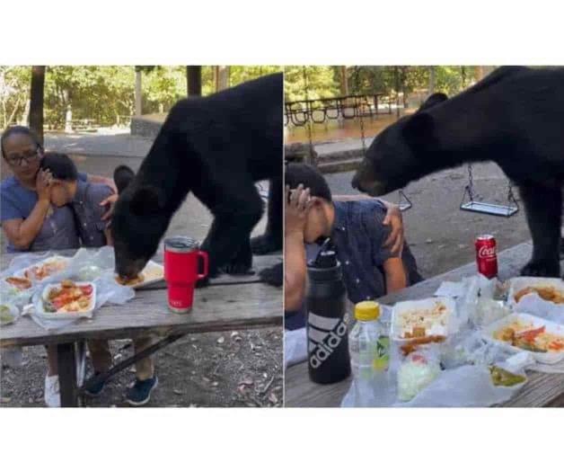 Oso sorprende en picnic familiar, se come tacos y enchiladas en NL