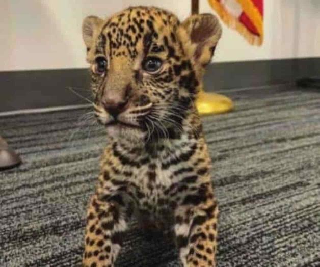 Vendían animales exóticos como si fueran mascotas Vendían animales exóticos como si fueran mascotas