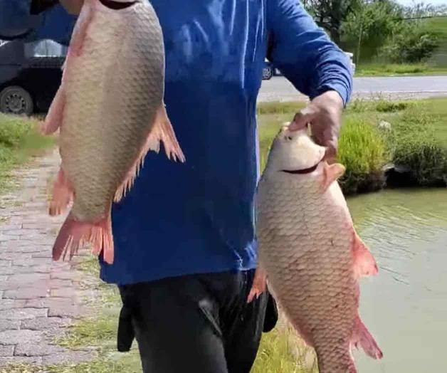 Reubican peces en laguito de VH Reubican peces en laguito de VH
