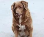 Bobi, el perro m&aacute;s viejo del mundo, muri&oacute; a los 31 a&ntilde;os