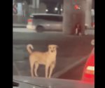 Perro ayuda a su dueña con discapacidad en semáforo de SLP