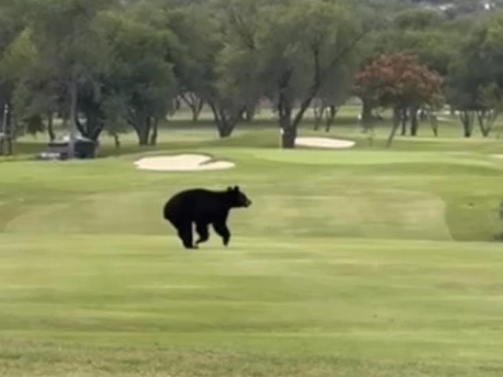 Se pasea oso por campo de golf al sur de Monterrey Se pasea oso por campo de golf al sur de Monterrey