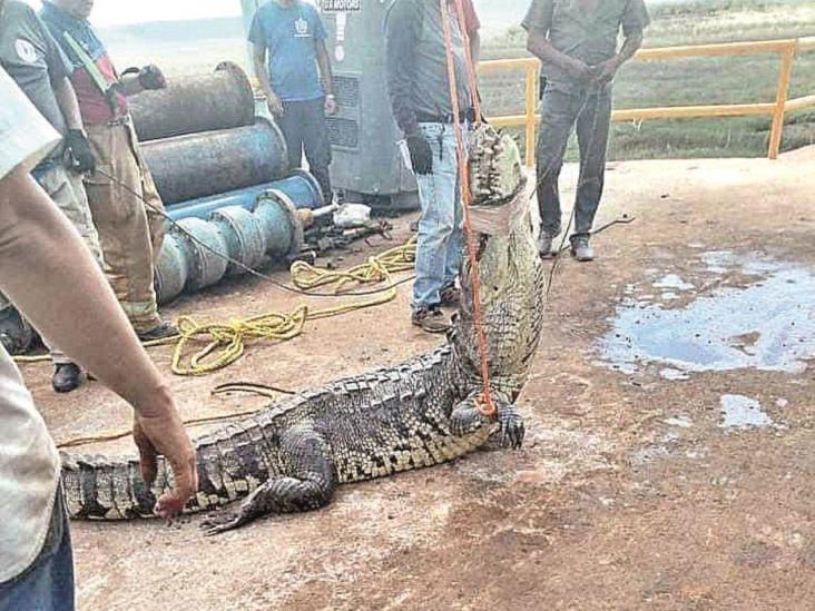 Rescatan a cocodrilo atorado en acueducto Rescatan a cocodrilo atorado en acueducto