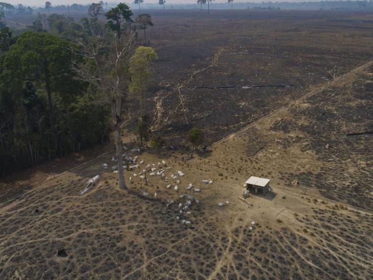 Impulsa empresa la deforestación Impulsa empresa la deforestación