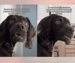 Meme del perro confundido conquista en TikTok