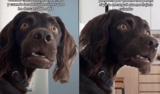 Meme del perro confundido conquista en TikTok Meme del perro confundido conquista en TikTok
