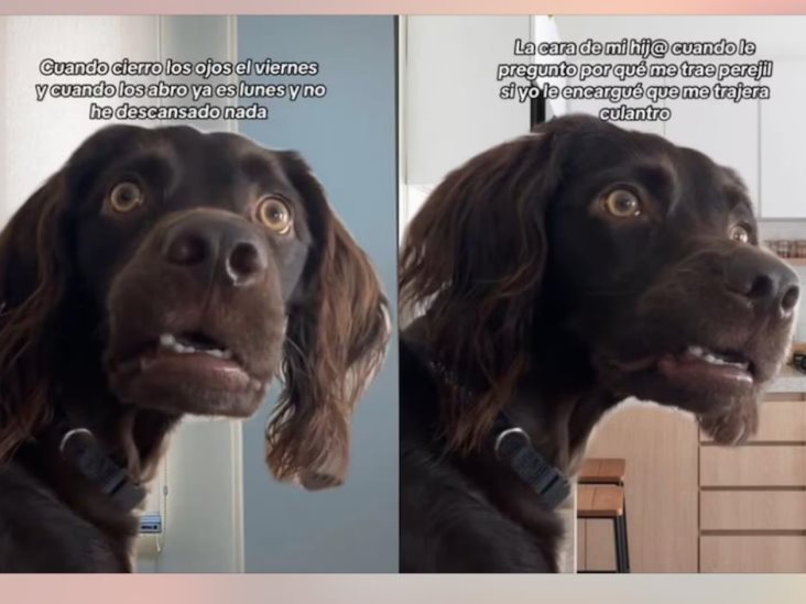 Meme del perro confundido conquista en TikTok Meme del perro confundido conquista en TikTok
