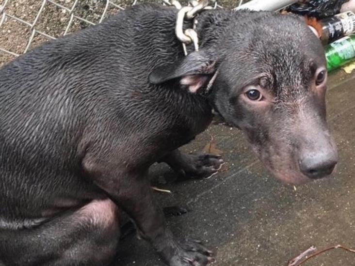 Aumenta número de perros abandonados Aumenta número de perros abandonados