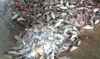 Vigilará Coepris basureros usados para desechos de pescados Vigilará Coepris basureros usados para desechos de pescados