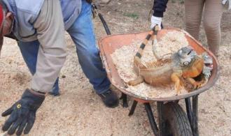 Habilitan albergue para reptiles por frío Habilitan albergue para reptiles por frío