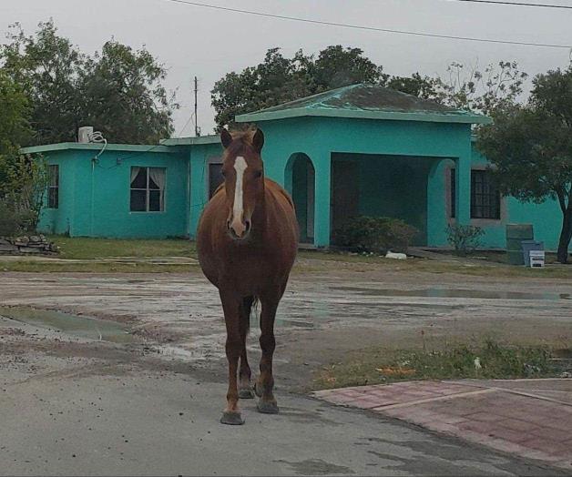 Animales de campo destruyen jardines