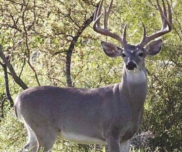 Protege Profepa al venado “Cola Blanca” Protege Profepa al venado “Cola Blanca”