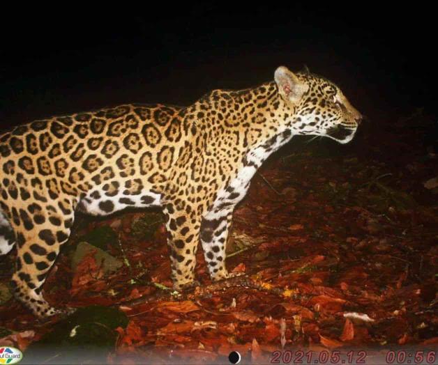 Estudia la UAT a los jaguares