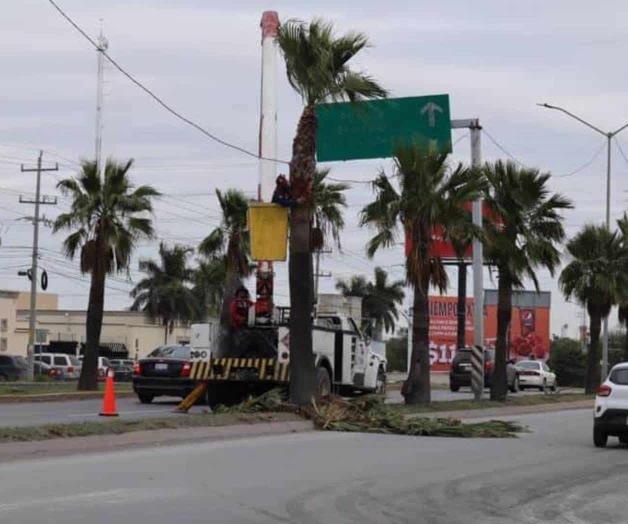 Dan mantenimiento a palmeras en bulevar