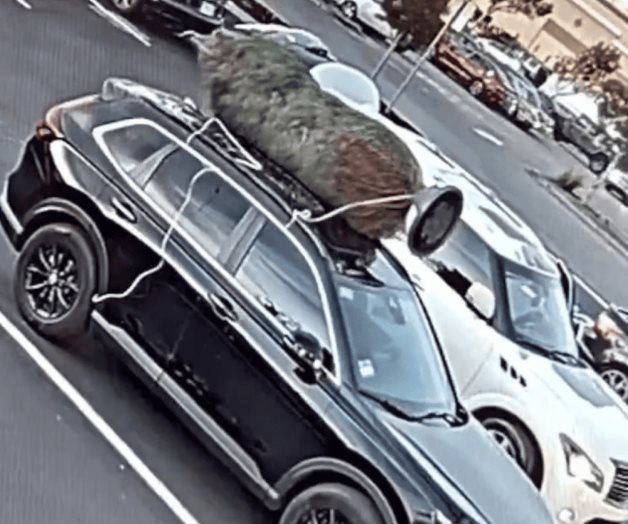 Hombre se roba árbol de Navidad de una camioneta en EU Hombre se roba árbol de Navidad de una camioneta en EU