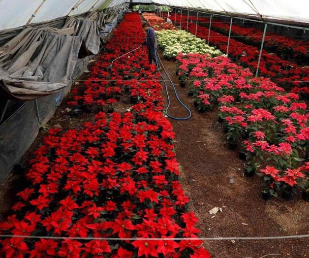 Anticipan suficiente abasto de flor de Nochebuena