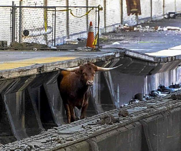 Un toro detiene tráfico ferroviario en Newark Un toro detiene tráfico ferroviario en Newark