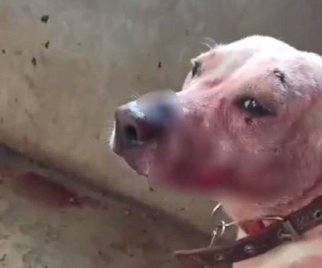 Sufren mascotas crisis por cohetes