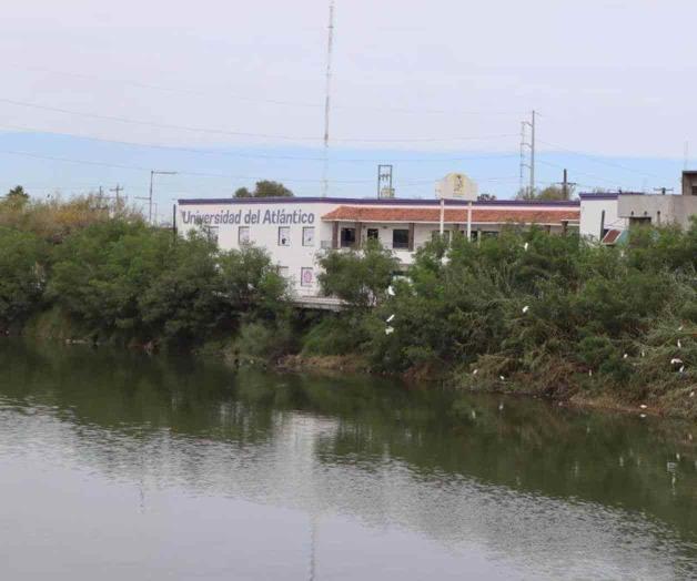 Surge flora y fauna en canal Anzaldúas