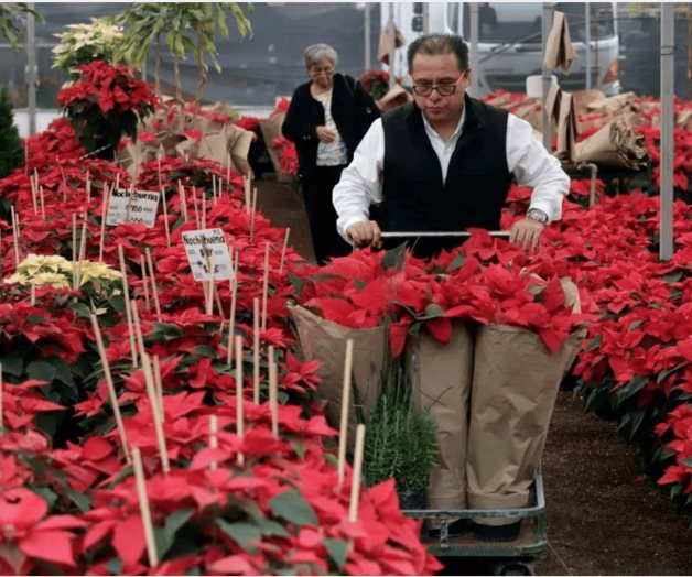 Flor de nochebuena: historia, simbolismo del diciembre en México