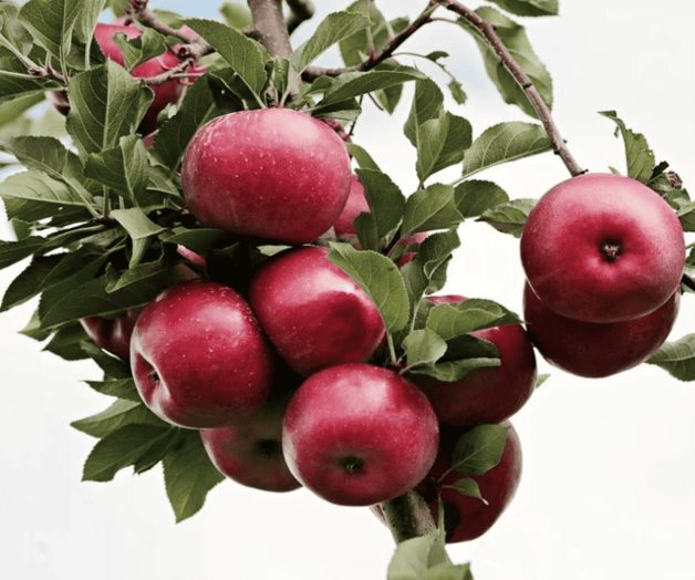 Beneficios de comer manzana, estrella de la ensalada de Navidad Beneficios de comer manzana, estrella de la ensalada de Navidad