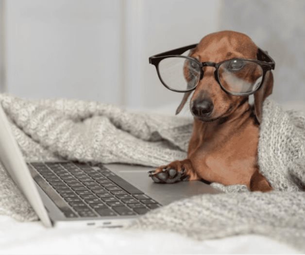 La raza de perro más inteligente, según la ciencia La raza de perro más inteligente, según la ciencia