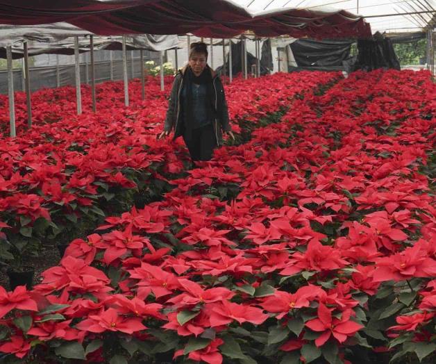 Tiene varios nombres la flor, símbolo de Navidad Tiene varios nombres la flor, símbolo de Navidad