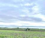 Arranca la siembra de sorgo, ciclo ´temprano´