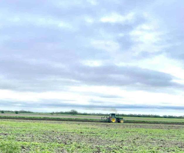 Arranca la siembra de sorgo, ciclo ‘temprano’