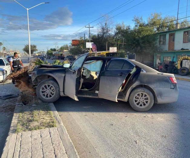 Derriba una palma en Av. Juárez en la villa Derriba una palma en Av. Juárez en la villa