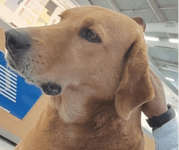 Muere perro Elektro, adoptado en tienda Elektra de Coahuila Muere perro Elektro, adoptado en tienda Elektra de Coahuila