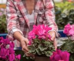 Cinco plantas con flores resistentes al sol ideales para un balcón