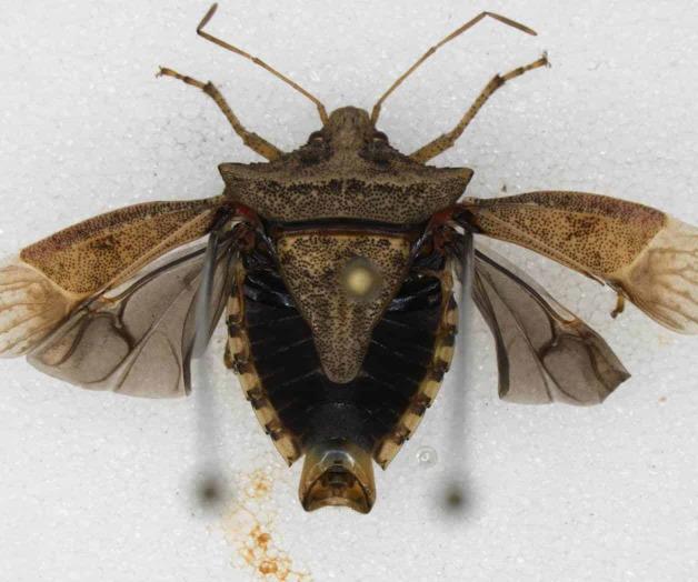 Descubren aduanales a chinche apestosa dañina