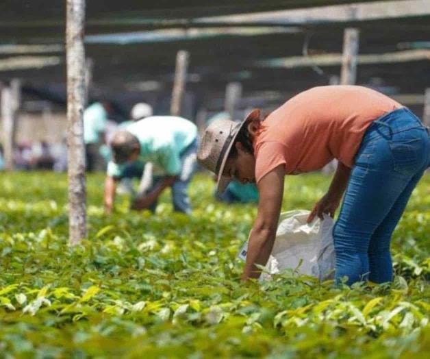 ‘Sembrando Vida’ no frena éxodo mexicano