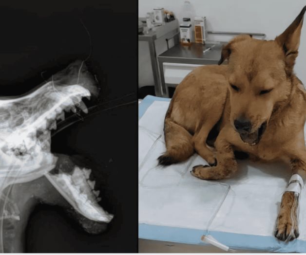 Con pirotecnia, destrozan el hocico de una perrita en León, Guanajuato