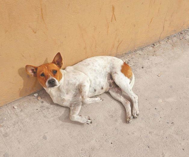 Animalistas de Reynosa llaman a prohibir uso de pirotecnia